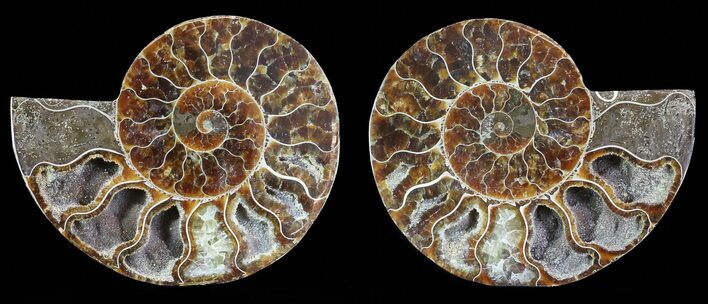 Polished Ammonite Pair - Agatized #68853